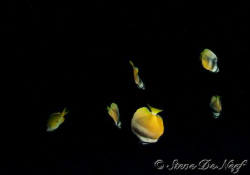 Taken on a wall dive in Siquijor. by Steve De Neef 